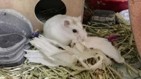 我叫吃瓜不叫吃爪,揭秘“我叫吃瓜不叫吃爪”的独特魅力