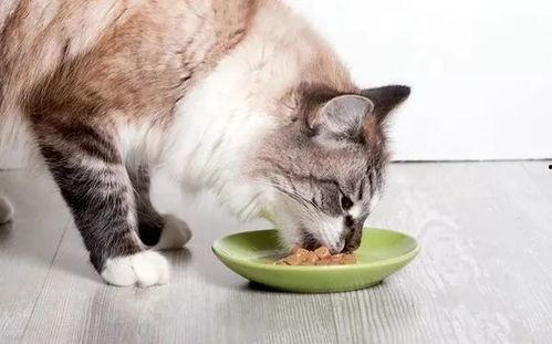 猫瓜草根可以吃吗,探究其食用价值与食用方法