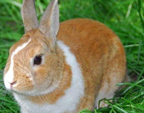 兔子可以吃角瓜么,营养与安全的探讨