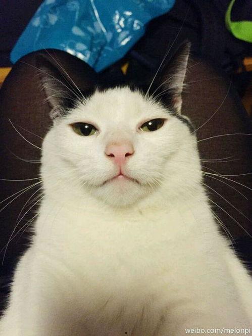 卷的网红猫,萌态万千，吸粉无数