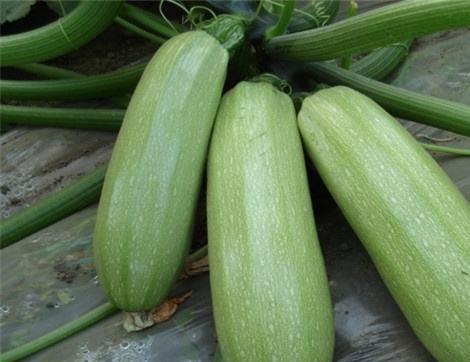 吃大瓜有哪些好处,吃大瓜的五大益处揭秘