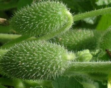 喷瓜如何吃,探索喷瓜的食用方法与技巧