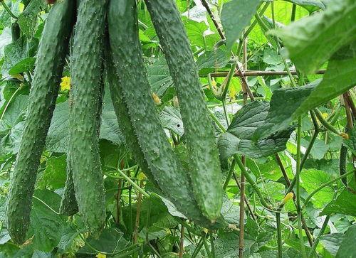 吃瓜的做法和功效,吃瓜养生，清凉一夏