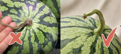 吃瓜还得看香港,揭秘吃瓜群众的娱乐天堂